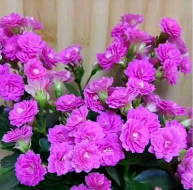 哪些花适合室内养，哪些花适合室内养，有香味的花适合室内养