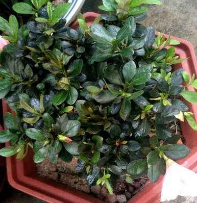 哪些花适合室内养，哪些花适合室内养，有香味的花适合室内养