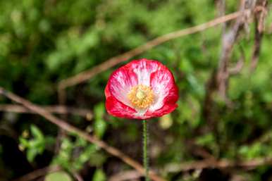 冰岛虞美人花种植方法，虞美人花何时种植