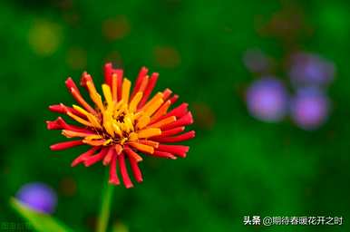 什么是百日草的花语，什么是绿色百日草的花语？