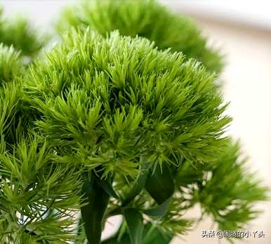 绿毛球花语和寓意，绿毛球花语和传说有关吗？