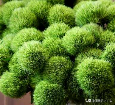 绿毛球花语和寓意，绿毛球花语和传说有关吗？