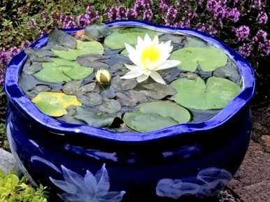 小花睡莲花期，睡莲花期多久？