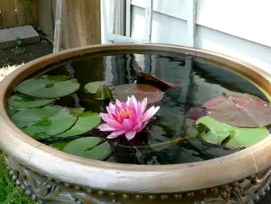 小花睡莲花期，睡莲花期多久？
