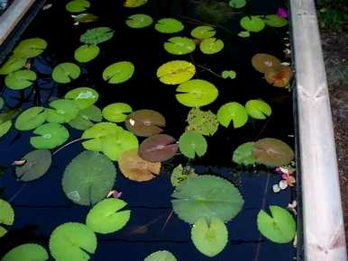 小花睡莲花期，睡莲花期多久？