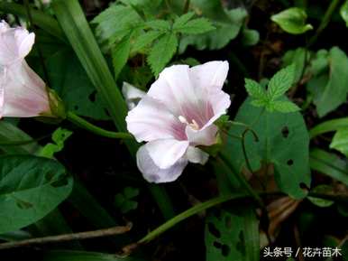 月光花的花语是永恒的爱，月光花的花语