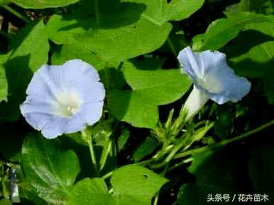 月光花的花语是永恒的爱，月光花的花语