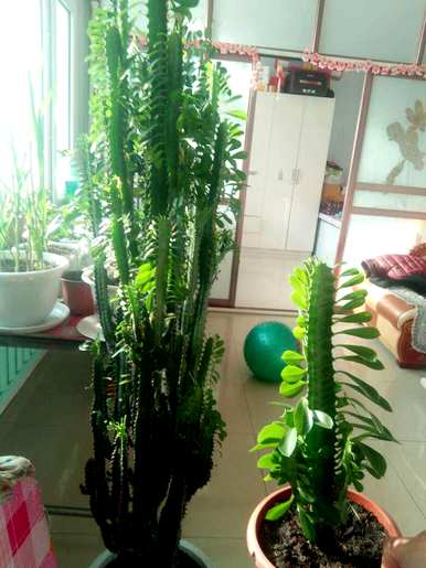 龙骨花适合放在家里，龙骨花适合养在家里吗？