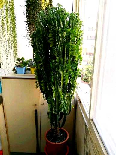 龙骨花适合放在家里，龙骨花适合养在家里吗？