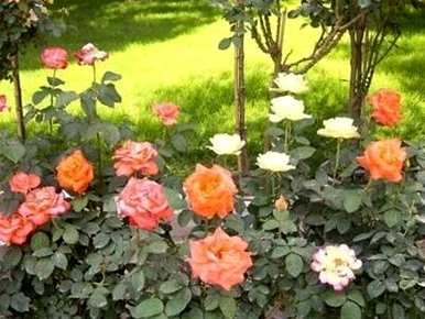 月季花为什么不开花？月季花几个月开花？
