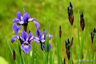 花语是暗恋的花是什么，花语是暗恋的花是什么