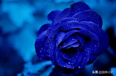 花语是暗恋的花是什么，花语是暗恋的花是什么