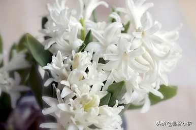 花语是暗恋的花是什么，花语是暗恋的花是什么