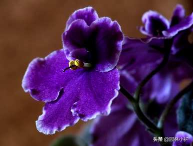 花语是暗恋的花是什么，花语是暗恋的花是什么