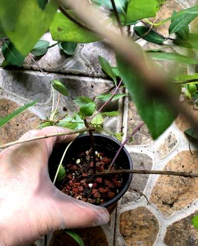 金银花种植前景和利润，金银花种植技术和管理
