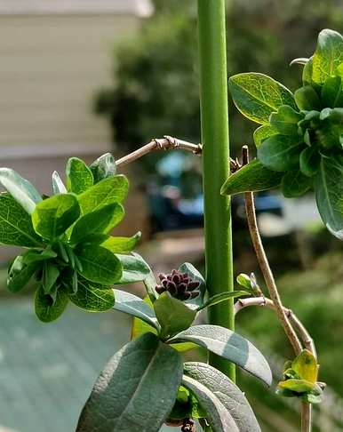 金银花种植前景和利润，金银花种植技术和管理