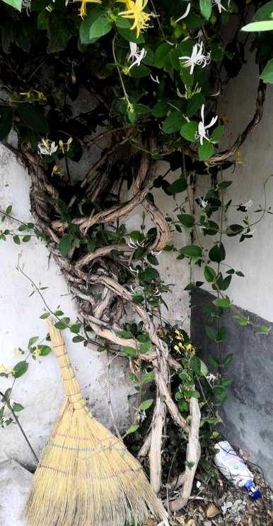 金银花种植前景和利润，金银花种植技术和管理