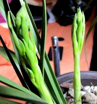 如何养大花蕙兰才能开花，大花蕙兰梦幻开花视频