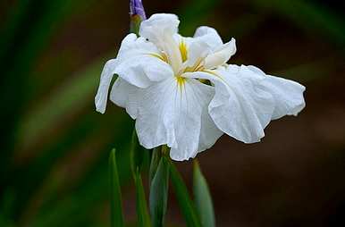 菖蒲花语及其功效、菖蒲花语及象征意义