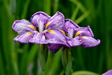 菖蒲花语及其功效、菖蒲花语及象征意义