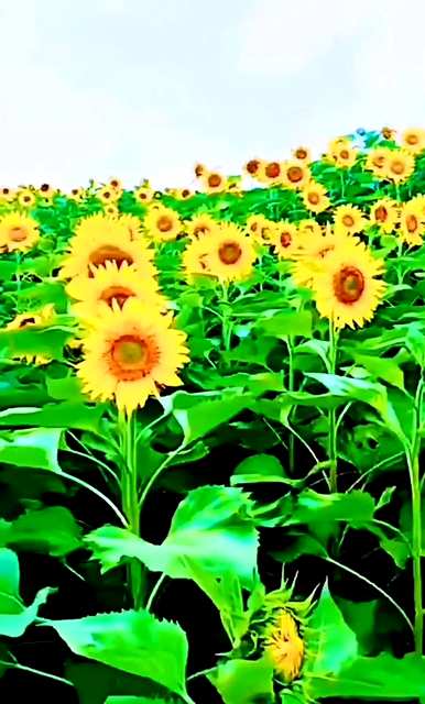 向日葵的花语是什么，向日葵的花语是什么