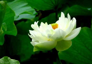 碗莲发芽后开花多久？碗莲发芽后如何维护？