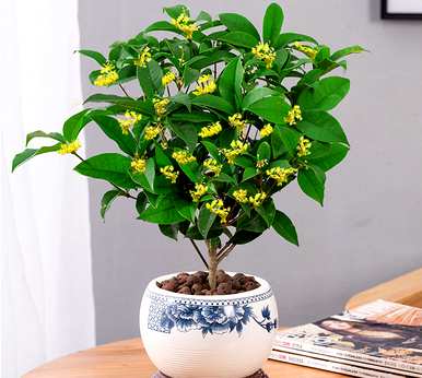 四季桂花开花香浓吗？四季桂一年开几次花？