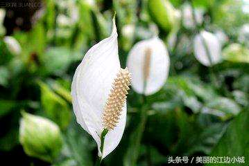 白掌的养殖方法是什么，陶粒白掌的养殖方法是什么