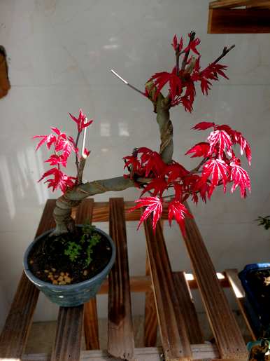 什么植物在阳台上最富有，适合露天阳台植物