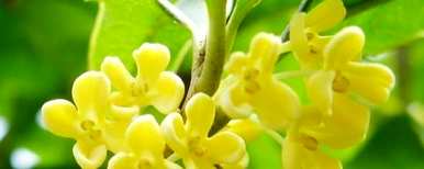 桂花盆栽方法图，桂花盆栽方法