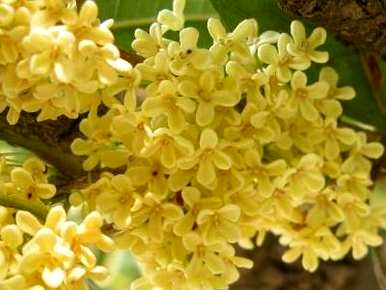 桂花盆栽方法图，桂花盆栽方法