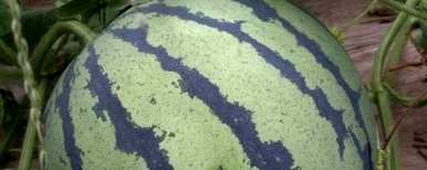 西瓜种植方法盆栽，西瓜种植技术如何