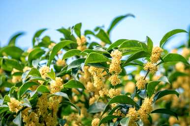 桂花盆景可以在室内养吗？桂花盆景怎么养？