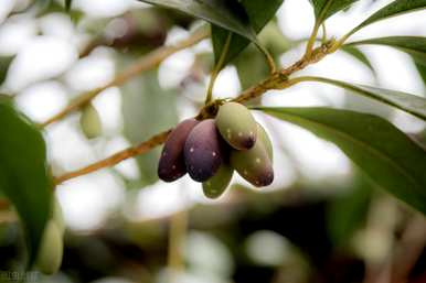 桂花盆景可以在室内养吗？桂花盆景怎么养？