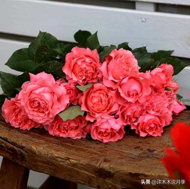 月季花什么时候扦插能活，月季花不用生根液怎么扦插能活？