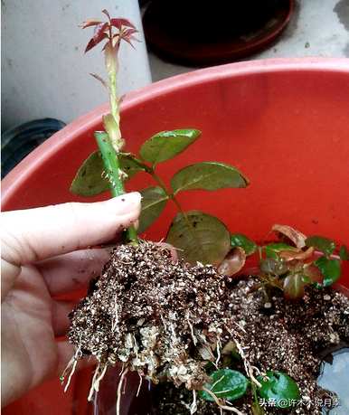 月季花什么时候扦插能活，月季花不用生根液怎么扦插能活？