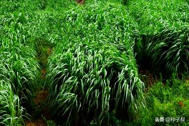 什么时候种最好的高丹草，什么时候种最好的高丹草？