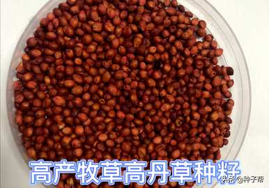 什么时候种最好的高丹草，什么时候种最好的高丹草？