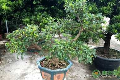 清香木盆景的一般价格是多少？如何提高清香木盆景？