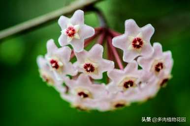 兰花不开花用什么肥料，球兰花怎么开花？