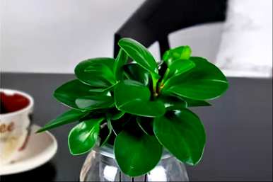 碧玉花的养殖方法是什么，金边碧玉花的养殖方法是什么？