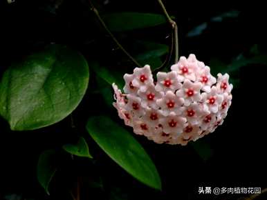 兰花不开花用什么肥料，球兰花怎么开花？
