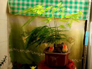 如何补救芦笋发黄，营养土种芦笋发黄