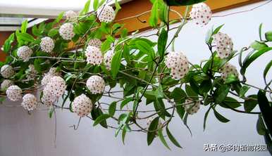 兰花不开花用什么肥料，球兰花怎么开花？