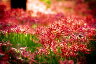 对岸花的花语、寓意和象征是什么，对岸花的寓意和花语是什么？