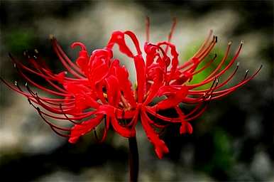 对岸花的花语、寓意和象征是什么，对岸花的寓意和花语是什么？