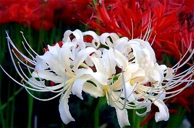 对岸花的花语、寓意和象征是什么，对岸花的寓意和花语是什么？