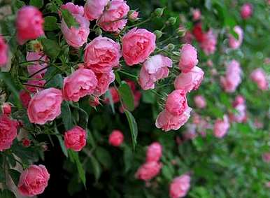 玫瑰真正的花语，玫瑰花语是什么？