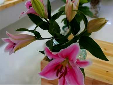 瓶插百合花的养殖方法及注意事项，百合花的养殖方法能插活吗？