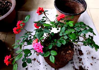 秋季月季花栽培方法，月季花如何栽培管理